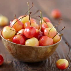 Royal Ann Cherry Tree 8 Royal Ann Cherry Tree -Foliagez Sales Royal Ann CHerry Tree 1 FGT