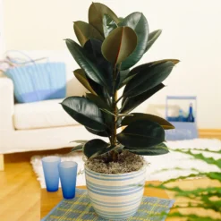 Sunset Hues House Plant Kit -Foliagez Sales Rubber Tree BB 9853f49f 6d2e 4e25 8d11 6abd2adf323a