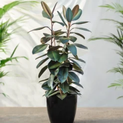 Air-Purifying House Plant Kit -Foliagez Sales Rubber Tree FGT 41d06897 7e64 4438 9d3a fd7a33808734