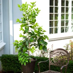 Ruby Red Grapefruit Tree 11 Ruby Red Grapefruit Tree -Foliagez Sales Ruby Red Grapefruit 8