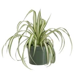 Spider Plant -Foliagez Sales SPI PLA1