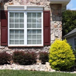 Sunshine Ligustrum Shrub -Foliagez Sales SUnshine Ligustrum 5