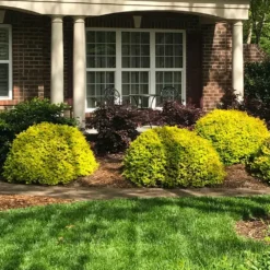 Sunshine Ligustrum Shrub -Foliagez Sales SUnshine Ligustrum 7 e9be5f8f a606 4495 ac32 d8f61b2e15c7