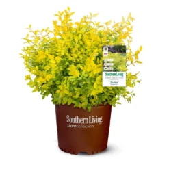 Sunshine Ligustrum Shrub -Foliagez Sales SUnshine Ligustrum 9