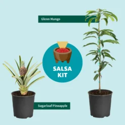 Sugarloaf Pineapple Plant -Foliagez Sales Salsa Kit Graphic 6c76dae2 528b 42b5 ba01 cf2c5208bd17