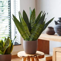 New Apartment House Plant Kit -Foliagez Sales Sansevieria Zeylandica 2 b962a2c6 7794 4c00 bcc0 44626111a514