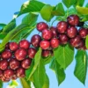 Santina™ Cherry Tree -Foliagez Sales Santina Cherry 600x600 caf47b44 ecab 4d2e 9c6e e460add718f8