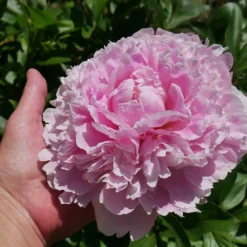 Sarah Bernhardt Peony -Foliagez Sales Sarah Bernhardt Peony 2