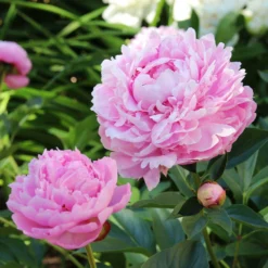 Sarah Bernhardt Peony -Foliagez Sales Sarah Bernhardt Peony 5 FGT