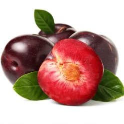 Satsuma Plum Tree -Foliagez Sales Satsuma Plum 2