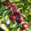 Satsuma Plum Tree 1 Satsuma Plum Tree -Foliagez Sales Satsuma Plum 600x600 ac1fa119 665e 4703 805a ba2b5c7c1b8d