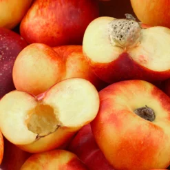 Donut Saturn Peach Tree -Foliagez Sales Saturn Peach Tree 1 c5562afa 6180 4bc9 93b7 f9f53b5d2cd0