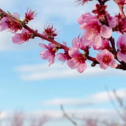 Saturn Peach Tree -Foliagez Sales Saturn Peach Tree 4