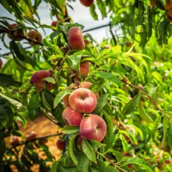 Saturn Peach Tree -Foliagez Sales Saturn Peach Tree 5