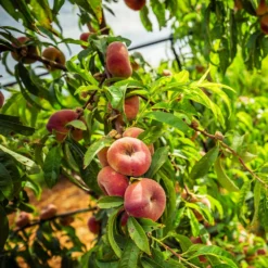 Donut Saturn Peach Tree -Foliagez Sales Saturn Peach Tree 5 21ea4320 798c 41bd 932e b7297febbf6c