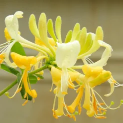 'Scentsation' Honeysuckle Vine -Foliagez Sales Scentsation Honeysuckle 4
