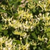 'Scentsation' Honeysuckle Vine -Foliagez Sales Scentsation Honeysuckle FGT 600x600 713e20ee 2c4a 473d aef8 938f3d3fffc2