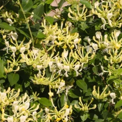 'Scentsation' Honeysuckle Vine