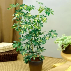 Sunset Hues House Plant Kit -Foliagez Sales Schefflera Trinette 1 8e92dc51 dc29 482e 9d14 119cf31a7b14