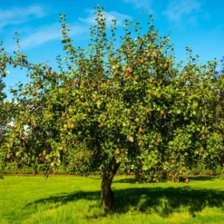 Seckel Pear Tree -Foliagez Sales Seckel Pear 1