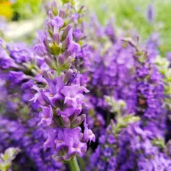 Sensational™ Lavender Plant 10 Sensational™ Lavender Plant -Foliagez Sales Sensational Lavender 10