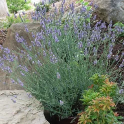 Sensational™ Lavender Plant 13 Sensational™ Lavender Plant -Foliagez Sales Sensational Lavender 11
