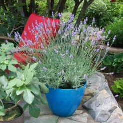 Sensational™ Lavender Plant 12 Sensational™ Lavender Plant -Foliagez Sales Sensational Lavender 5