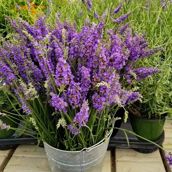 Sensational™ Lavender Plant 3 Sensational™ Lavender Plant