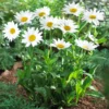 Becky Shasta Daisy -Foliagez Sales Shasta Daisy Becky FGT 600x600 af50740b a8bf 4b03 8b4a 7a56d70a6be3