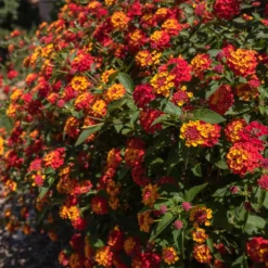Shazam Lantana -Foliagez Sales Shazam Lantana 2