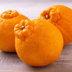 Shiranui Mandarin Tree -Foliagez Sales Shiranui Mandarin 4 FGT