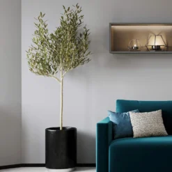 Sikitita Olive Tree -Foliagez Sales Sikitata Olive 2