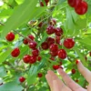 Skeena Cherry Tree -Foliagez Sales Skeena Cherry FGT 600X600 1304eed1 04ee 4e47 9ef3 8afb5cd1cf53