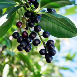 Skip Laurel -Foliagez Sales Skip Laurel 1 FGT