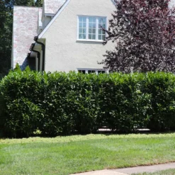 Skip Laurel -Foliagez Sales Skip Laurel 5