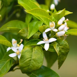 Smith Red Orange 11 Smith Red Orange -Foliagez Sales Smith Red Orange 7