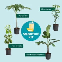 Papaya Tree -Foliagez Sales Smoothie Kit Graphic 11ae7b3b 499b 4165 a9bd 09be178c93af