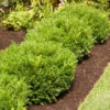 Soft Touch Holly Shrub -Foliagez Sales Soft Touch Holly FGT 600x600 959e3713 5aa2 484b 9871 1200d5ab65a5