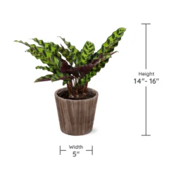 Calathea Rattlesnake With Decorative Pot -Foliagez Sales Specs