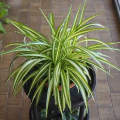 Spider Plant -Foliagez Sales Spider Plant 1