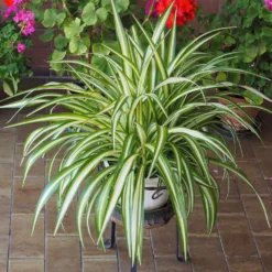 Spider Plant -Foliagez Sales Spider Plant 2