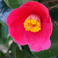 Spring's Promise Camellia Shrub -Foliagez Sales Springs Promise Camellia 1 FGT
