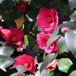 Spring's Promise Camellia Shrub -Foliagez Sales Springs Promise Camellia 4