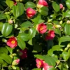 Spring's Promise Camellia Shrub -Foliagez Sales Springs Promise Camellia FGT 600x600 d29ce902 4f0b 490d 83b6 d5aec228894c