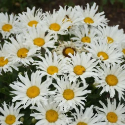 Amazing Daisies® ‘Spun Silk’ Shasta Daisy 11 Amazing Daisies® ‘Spun Silk’ Shasta Daisy -Foliagez Sales Spun Silk Bananas 1