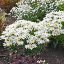 Amazing Daisies® ‘Spun Silk’ Shasta Daisy 9 Amazing Daisies® ‘Spun Silk’ Shasta Daisy -Foliagez Sales Spun Silk Bananas 2