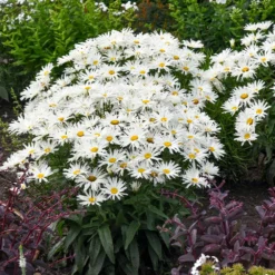 Amazing Daisies® ‘Spun Silk’ Shasta Daisy 10 Amazing Daisies® ‘Spun Silk’ Shasta Daisy -Foliagez Sales Spun Silk Bananas 3