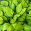 Stained Glass Hosta Plant -Foliagez Sales Stained Glass Hosta 600x600 96733d7b c145 4aa0 b915 65d84155cf32