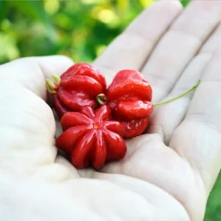 Star Cherry Tree (Pitanga) -Foliagez Sales Star Cherry 2