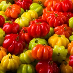 Star Cherry Tree (Pitanga) -Foliagez Sales Star Cherry 7 FGT